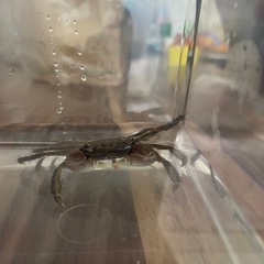 カニ　1匹の画像