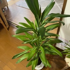 お買い得価格‼️観葉植物ソルダットパープル🪴の画像
