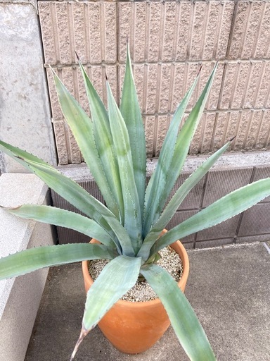 アガベアメリカーナ オアハカセンシス 特大 巨大 アガベ アメリカーナ