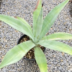 アガベ・アメリカーナ・オアハカセンシスの画像