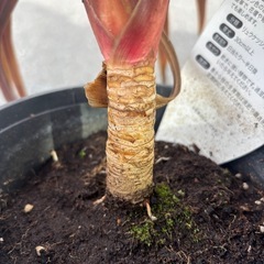 コルジリネ　レッドスター　高さ40-50センチ　観葉植物　塊根植物　多肉植物　ビザールプランツ　レアプランツ　ガーデニング　植物　グリーン　趣味　盆栽　葉　花　庭　草　インテリア　おしゃれ　飾り　園芸　の画像