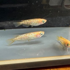 メダカ オレンジラメ🍊 2ペアの画像