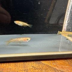 メダカ オレンジラメ🍊 2ペアの画像