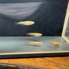 メダカ オレンジラメ🍊 2ペアの画像