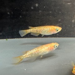 メダカ オレンジラメ🍊 2ペアの画像