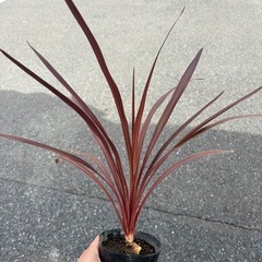 コルジリネ　レッドスター　観葉植物　塊根植物　多肉植物　ビザールプランツ　レアプランツ　ガーデニング　植物　グリーン　趣味　盆栽　葉　花　庭　草　インテリア　おしゃれ　飾り　園芸　の画像