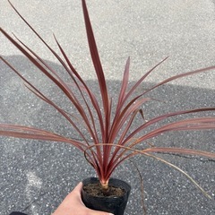 コルジリネ　レッドスター　観葉植物　塊根植物　多肉植物　ビザールプランツ　レアプランツ　ガーデニング　植物　グリーン　趣味　盆栽　葉　花　庭　草　インテリア　おしゃれ　飾り　園芸　の画像