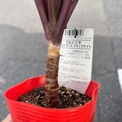 コルジリネ　オーストラリス　ブラックナイト　観葉植物　塊根植物　多肉植物　ビザールプランツ　レアプランツ　ガーデニング　植物　グリーン　趣味　盆栽　葉　花　庭　草　インテリア　おしゃれ　飾り　園芸　の画像