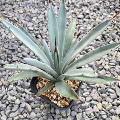 アガベ・リトルペンギンの画像