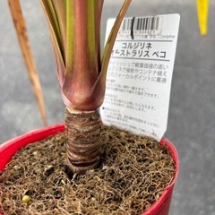 コルジリネ　オーストラリス　ペコ　観葉植物　塊根植物　多肉植物　ビザールプランツ　レアプランツ　ガーデニング　植物　グリーン　趣味　盆栽　葉　花　庭　草　インテリア　おしゃれ　飾り　園芸　の画像