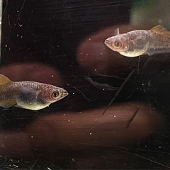 乙羽デザム菊虎の画像