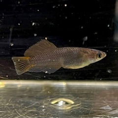 乙羽デザム菊虎の画像