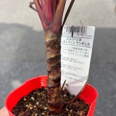 コルジリネ　オーストラリス　サンダンス　観葉植物　塊根植物　多肉植物　ビザールプランツ　レアプランツ　ガーデニング　植物　グリーン　趣味　盆栽　葉　花　庭　草　インテリア　おしゃれ　飾り　園芸　の画像
