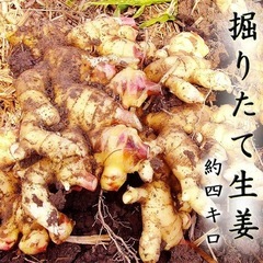 堀たて生姜4キロの画像