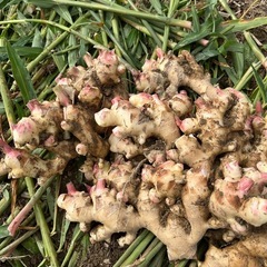 堀たて生姜4キロの画像