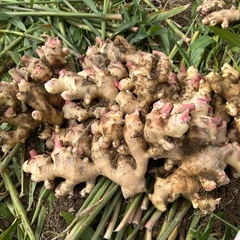 堀たて生姜4キロの画像