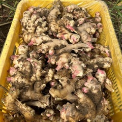 堀たて生姜4キロの画像