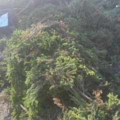 剪定した庭木の画像