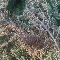 剪定した庭木の画像