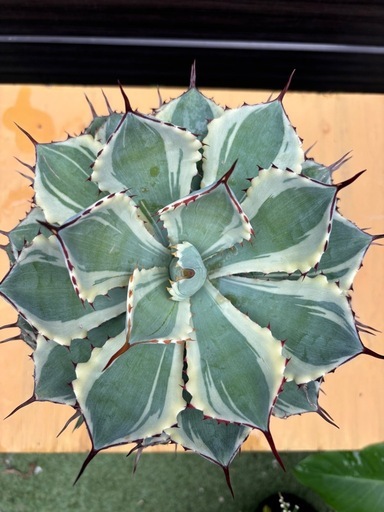 アガベ　吉祥冠錦　特大