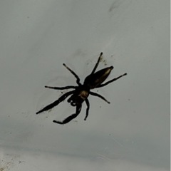 ジャンピングスパイダー🕷️
の画像