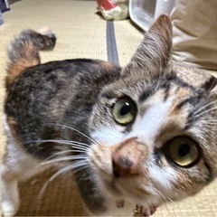 三毛猫 生後約5ヶ月