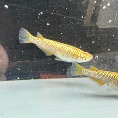 メダカ 金塊 1ペア＋メスの画像