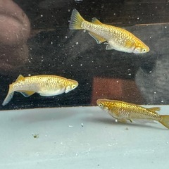 メダカ 金塊 1ペア＋メスの画像