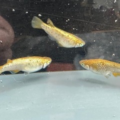メダカ 金塊 1ペア＋メスの画像