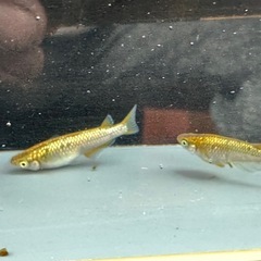 メダカ 金塊 1ペア＋メスの画像