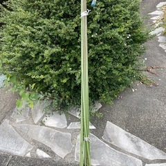 家庭菜園用、支柱2メーター12本細目、太め二本の画像