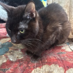 茶色寄りの黒猫くん