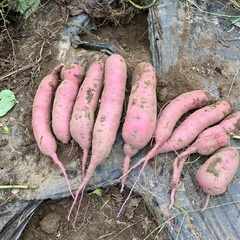 無農薬のさつまいも5kgの画像