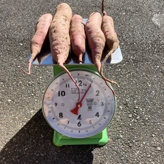 無農薬のさつまいも5kgの画像