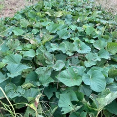 無農薬のさつまいも5kgの画像