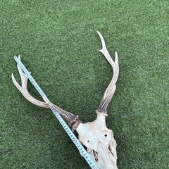 鹿のツノの画像