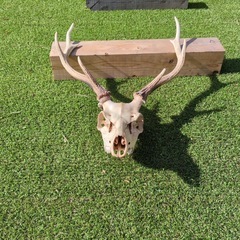 鹿のツノの画像