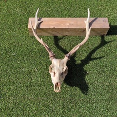 鹿のツノの画像