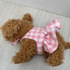 愛犬モカちゃんの画像