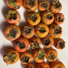 決まりました。自宅で収穫した柿の画像