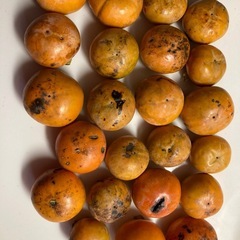 決まりました。自宅で収穫した柿の画像