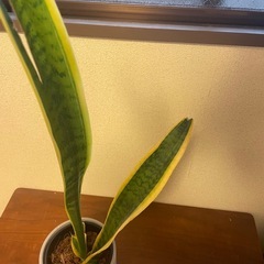 【ワンコイン】観葉植物：サンスベリア 82cmの画像