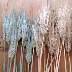 大麦種子 10g 300粒以上 2025年採種 農薬不使用　オオムギ　緑肥の画像