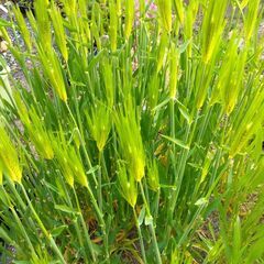 大麦種子 10g 300粒以上 2025年採種 農薬不使用　オオムギ　緑肥の画像