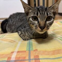 女の子です！お願いします^. .^ ੭