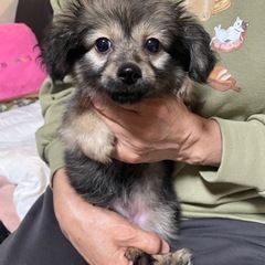 ミックス犬　生後3ヶ月くらい