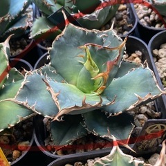 アガベ　チタノタ　鉢ごと4鉢差し上げますの画像