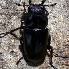 ギラファノコギリクワガタ(原名)成虫ペアの画像