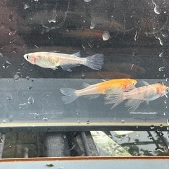 メダカ 松井鰭長三毛猫 1ペア＋メスの画像