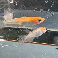 メダカ 松井鰭長三毛猫 1ペア＋メスの画像